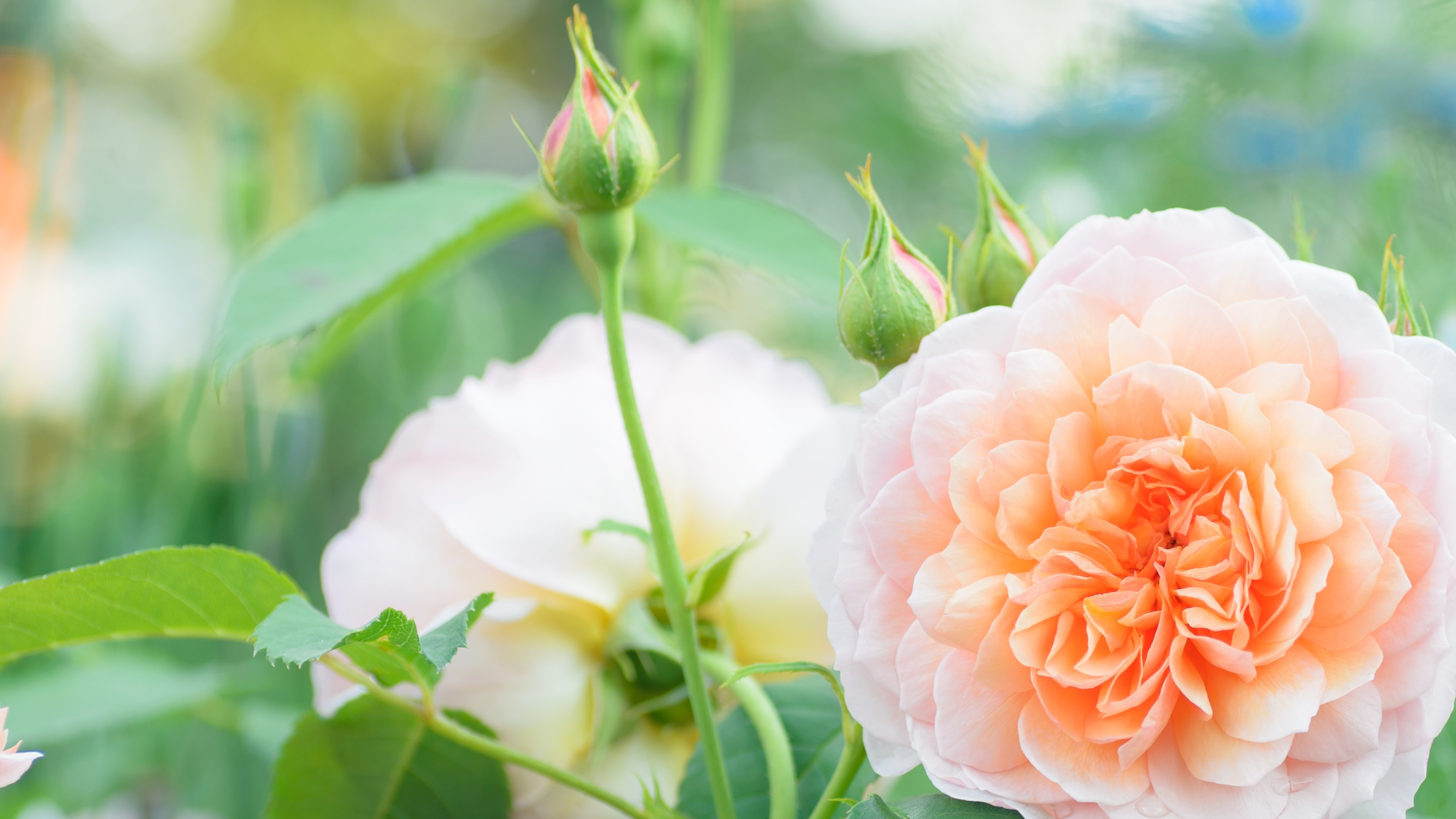 Close-up of peach-colored roses with green leaves on a blurred natural background