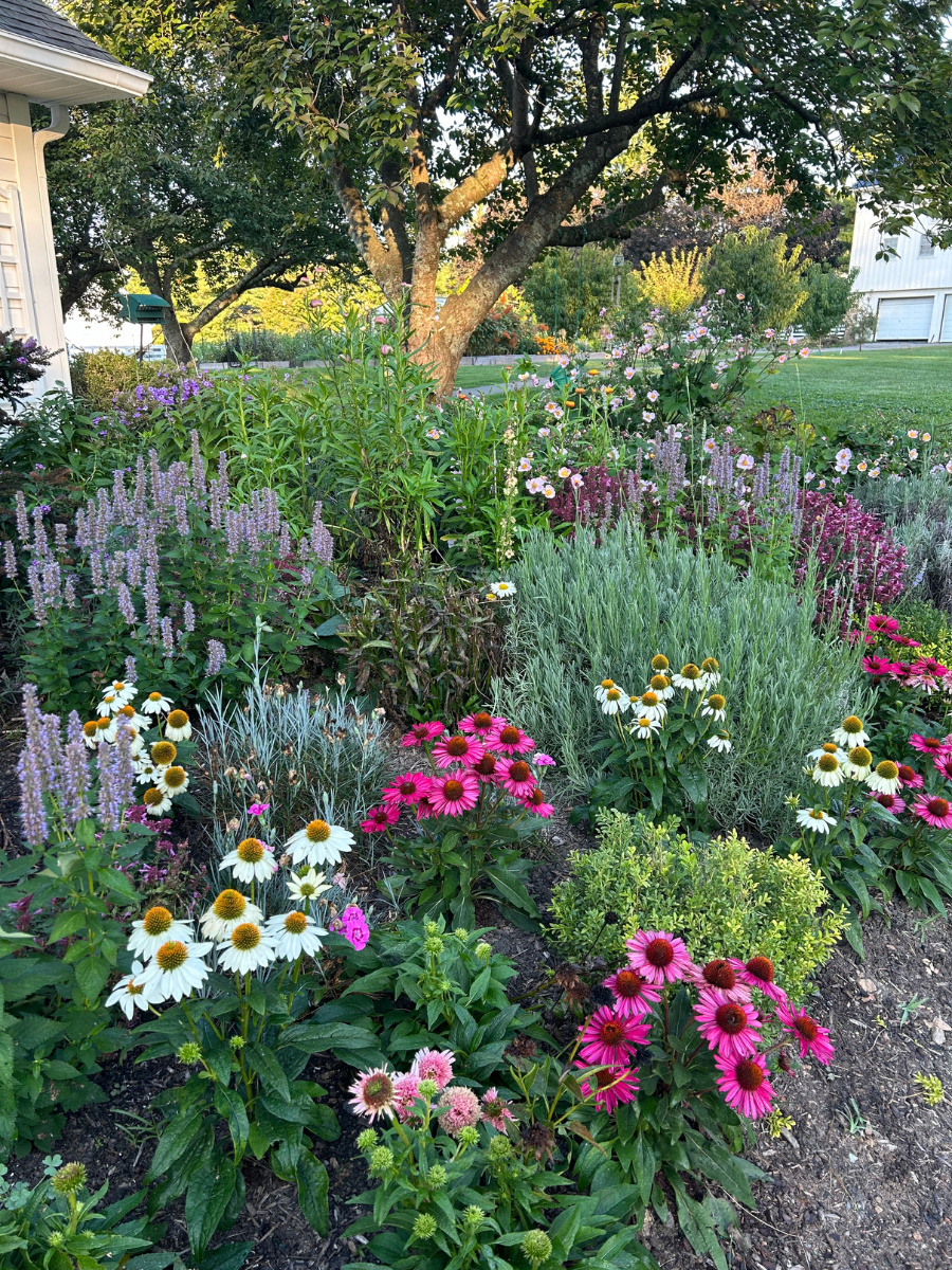 Colorful garden with various flowers and plants in a residential setting