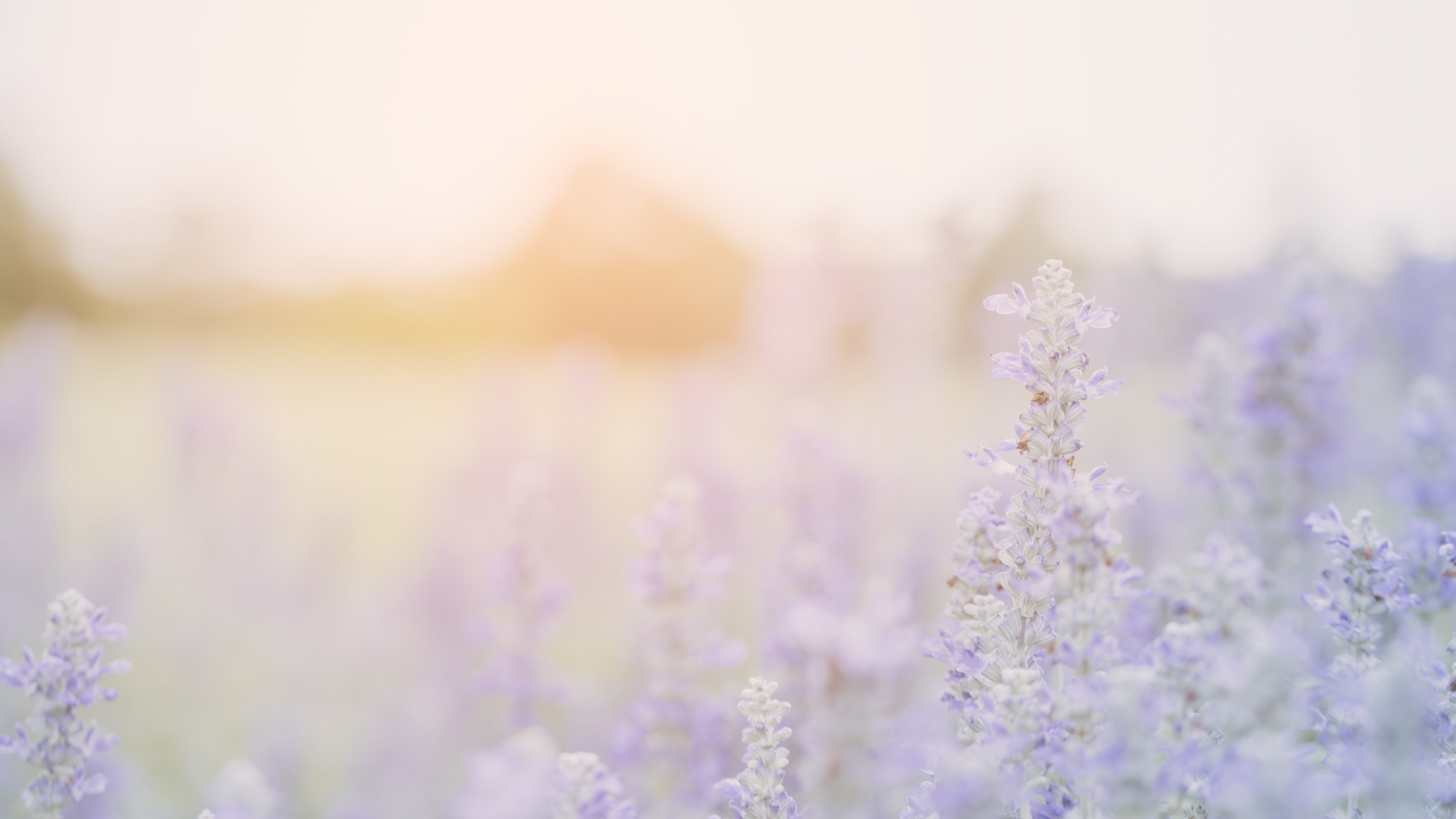 Blurred image of a field with light purple flowers and a soft yellow glow.