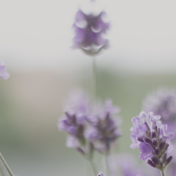 Close-up of lavender flowers with a blurred background