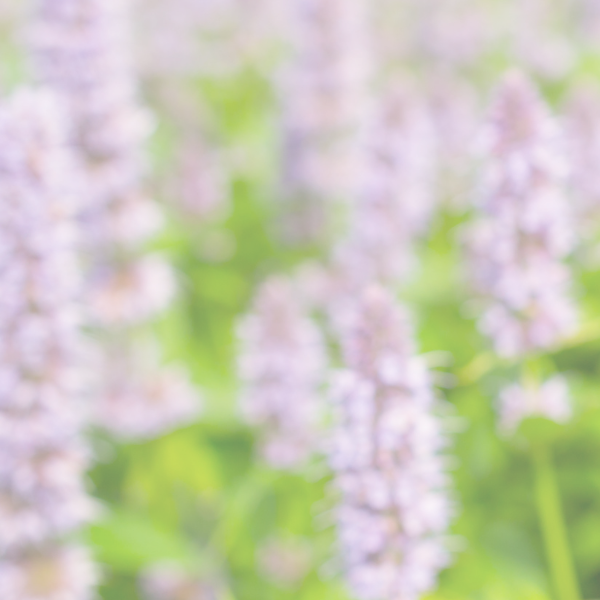 Close-up of purple flowers with a blurred background