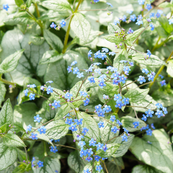 Close-up of blue flowers and green leaves
on jack frost brunnera