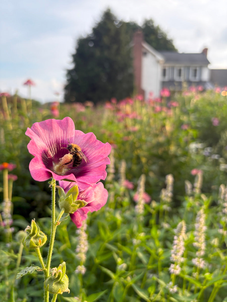 Hollyhock in a cottage garden with a bee on it.