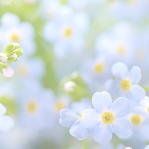 Close-up of jack frost brunnera forget me not like flowers on a blurred background
