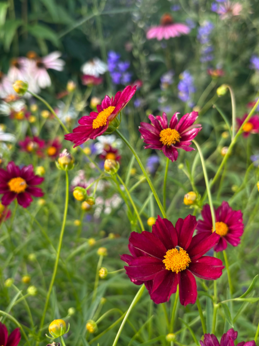 Mercury rising coreopsis native garden border