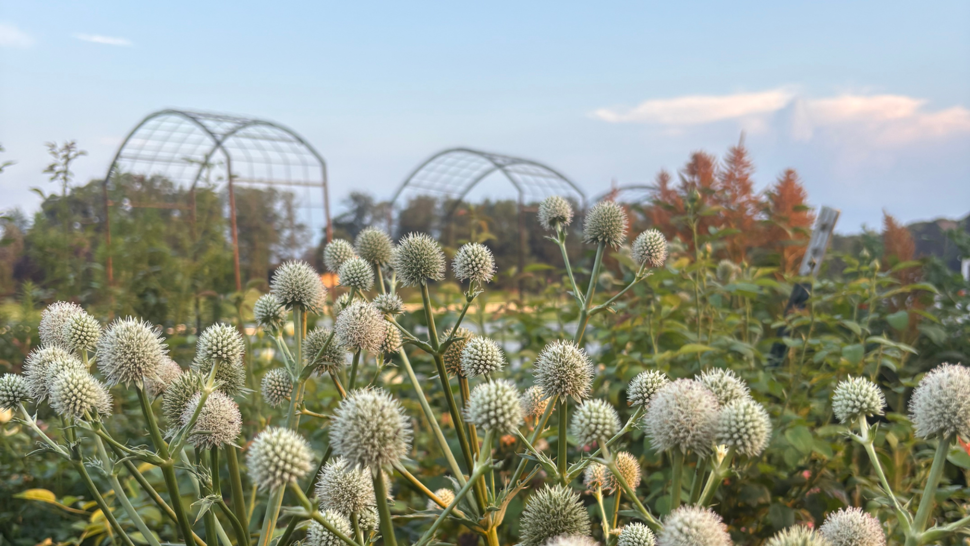 Rattlesnake Master Eryngium in front of garden arches