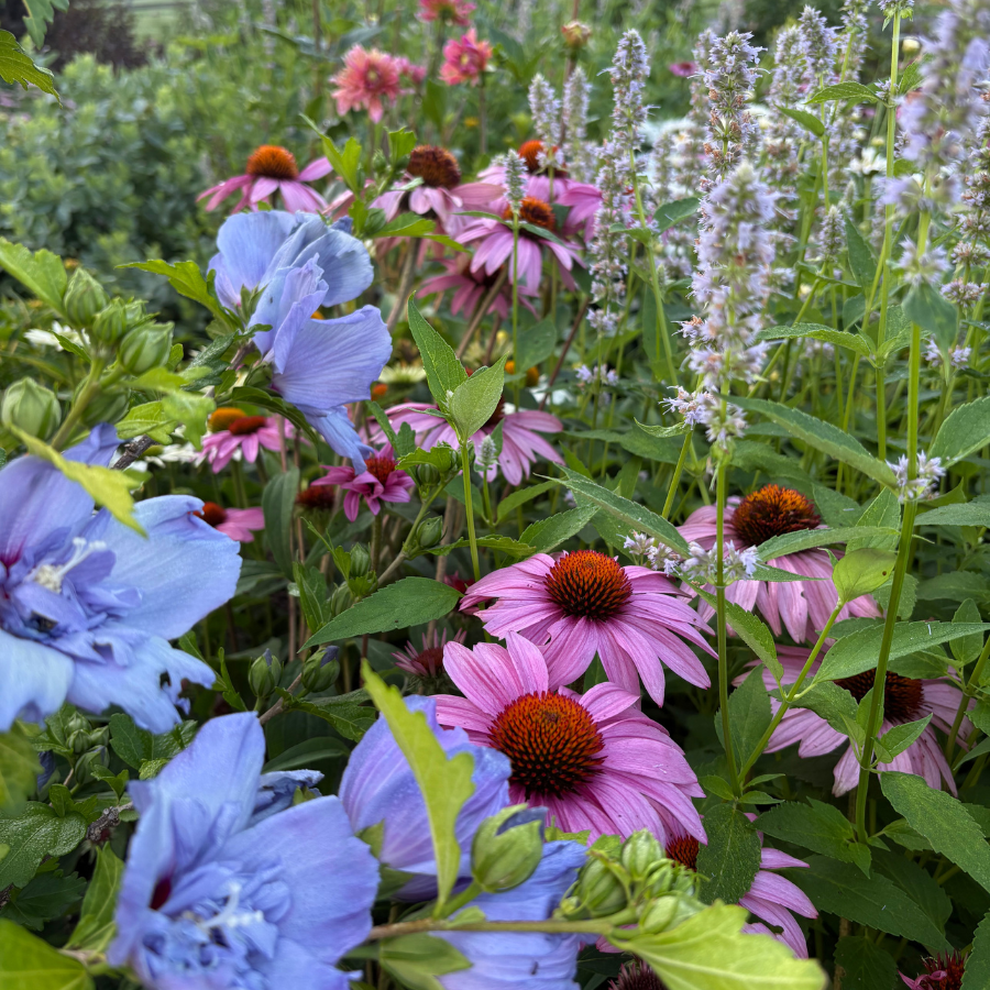 Colorful garden with blue, pink, and purple flowers.