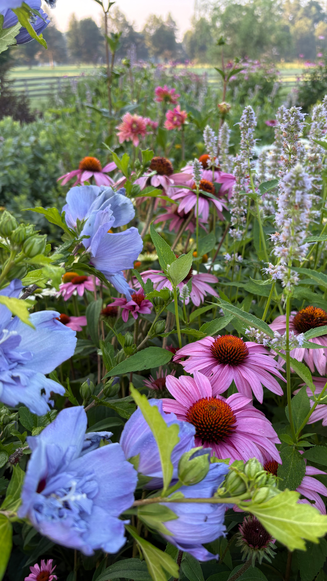 Blue chiffon rose of sharon with echinacea and agastache in a cottage garden. Full sun plant pairings.