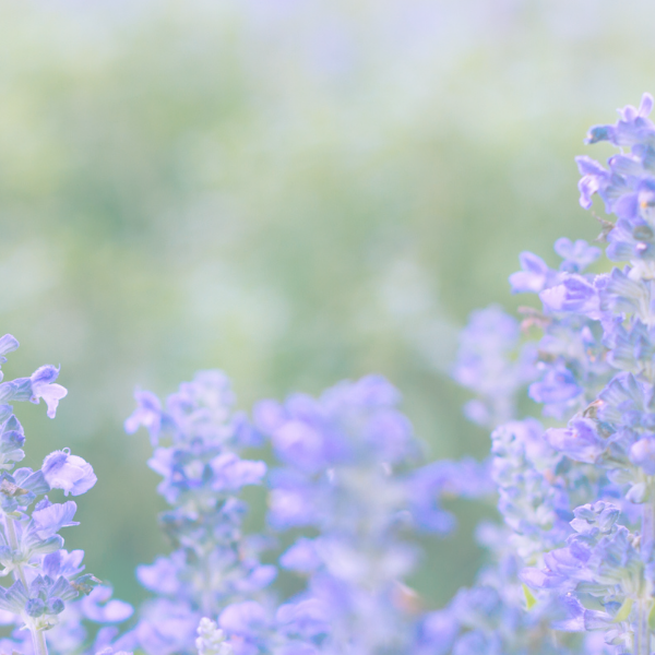 Close-up of purple salvia flowers with a blurred green background