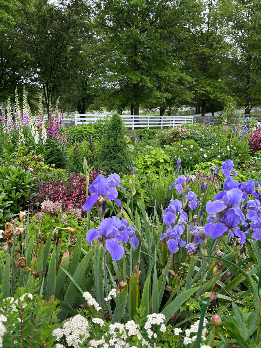 Cottage garden with purple iris, foxglove, and greenery, featuring a white fence in the background.