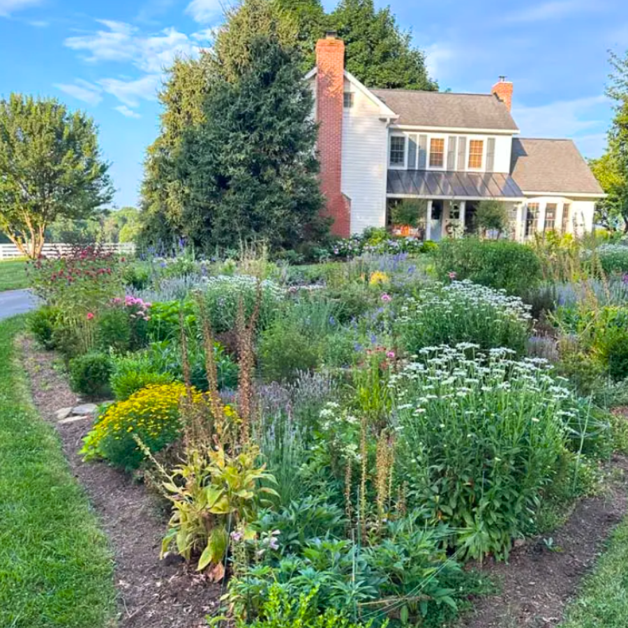 Cottage garden with daisies, coreopsis, and roses in front of a white house with a red brick chimney.