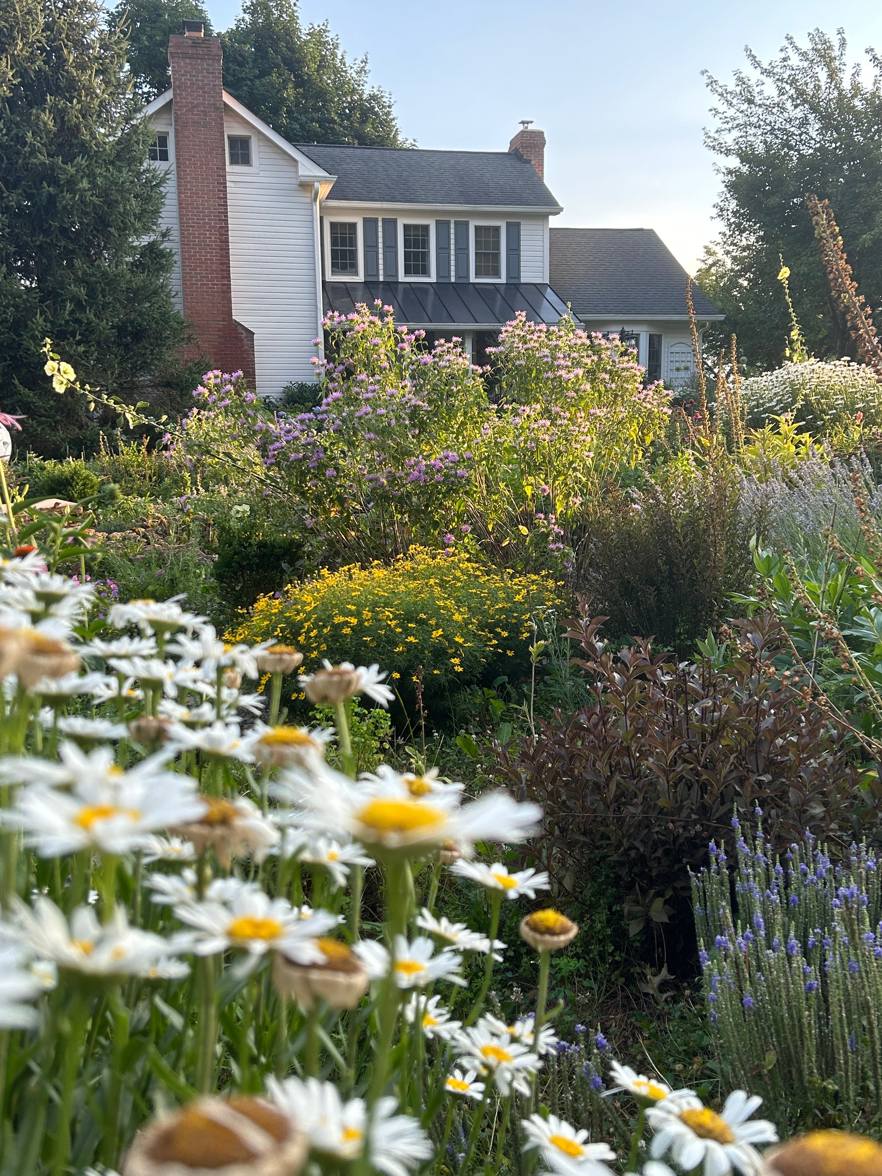 Cottage garden with daisies and bee balm in front of a white farmhouse