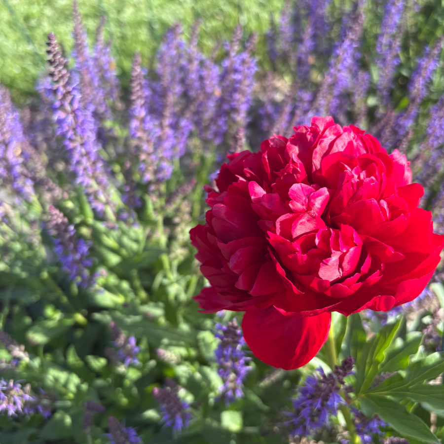 Red peony and salvia