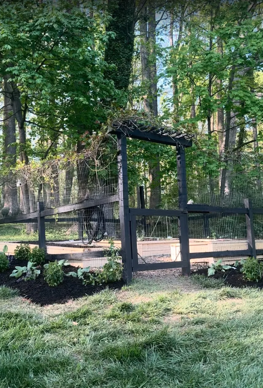 Fenced in veggie garden with climbing rose