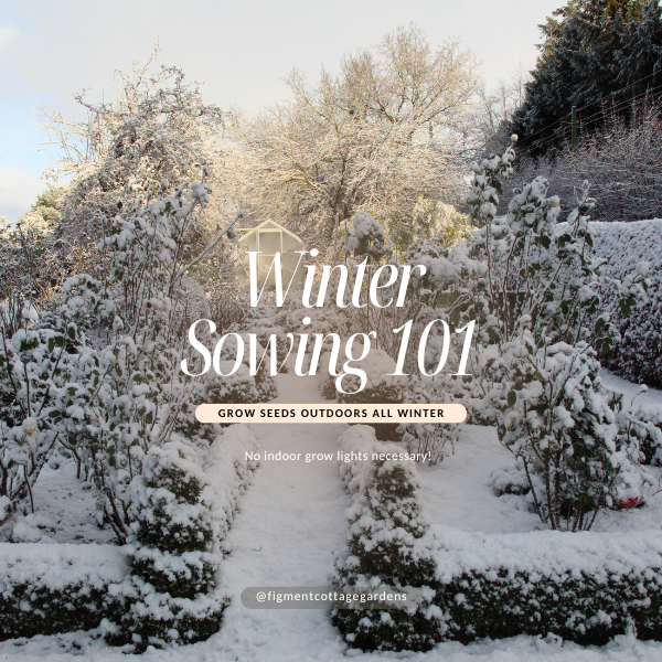 Snow-covered garden with text overlay about winter sowing