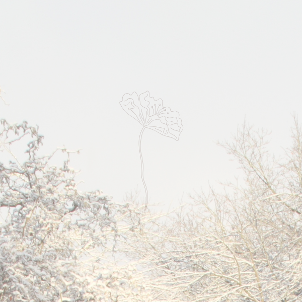 Snow-covered trees against a light gray sky