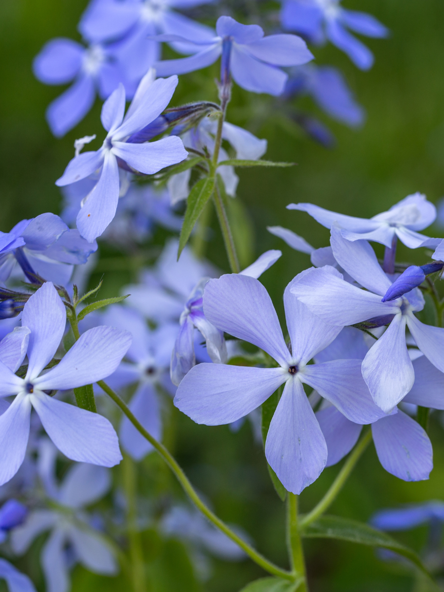 Woodland phlox