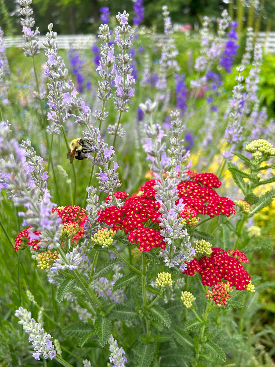 yarrow and lavender with a bumblebee