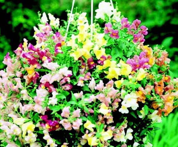 cascading flower seeds Cascading Lantern Hybrid Mix Snapdragon Seeds