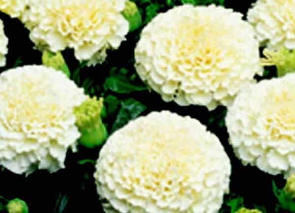 white marigold seeds Creamy White Marigold Seeds