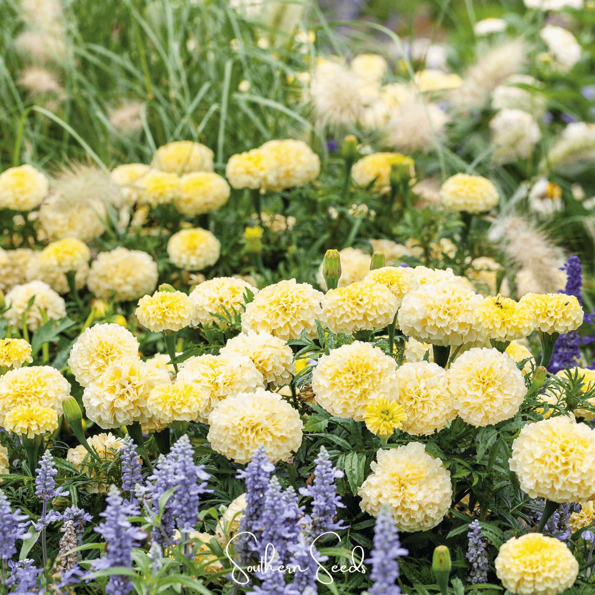 african marigold seed to flower Moonlight African Marigold Seeds