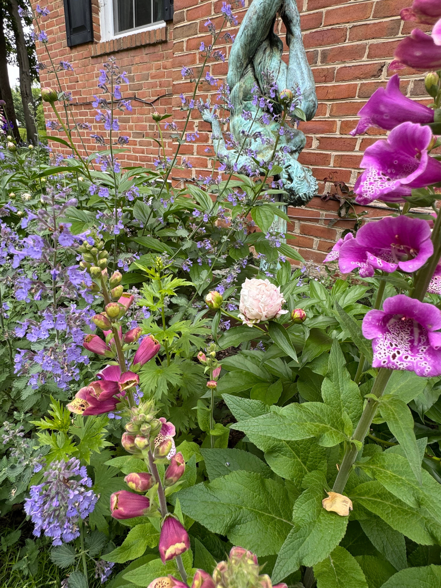foxglove, catmint, garden statue border garden