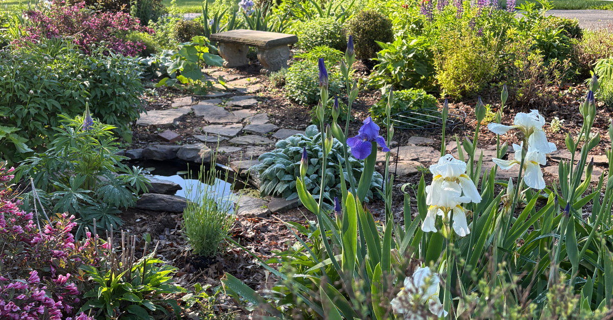 The Benefits of Wildlife Ponds in Backyard Ecosystems