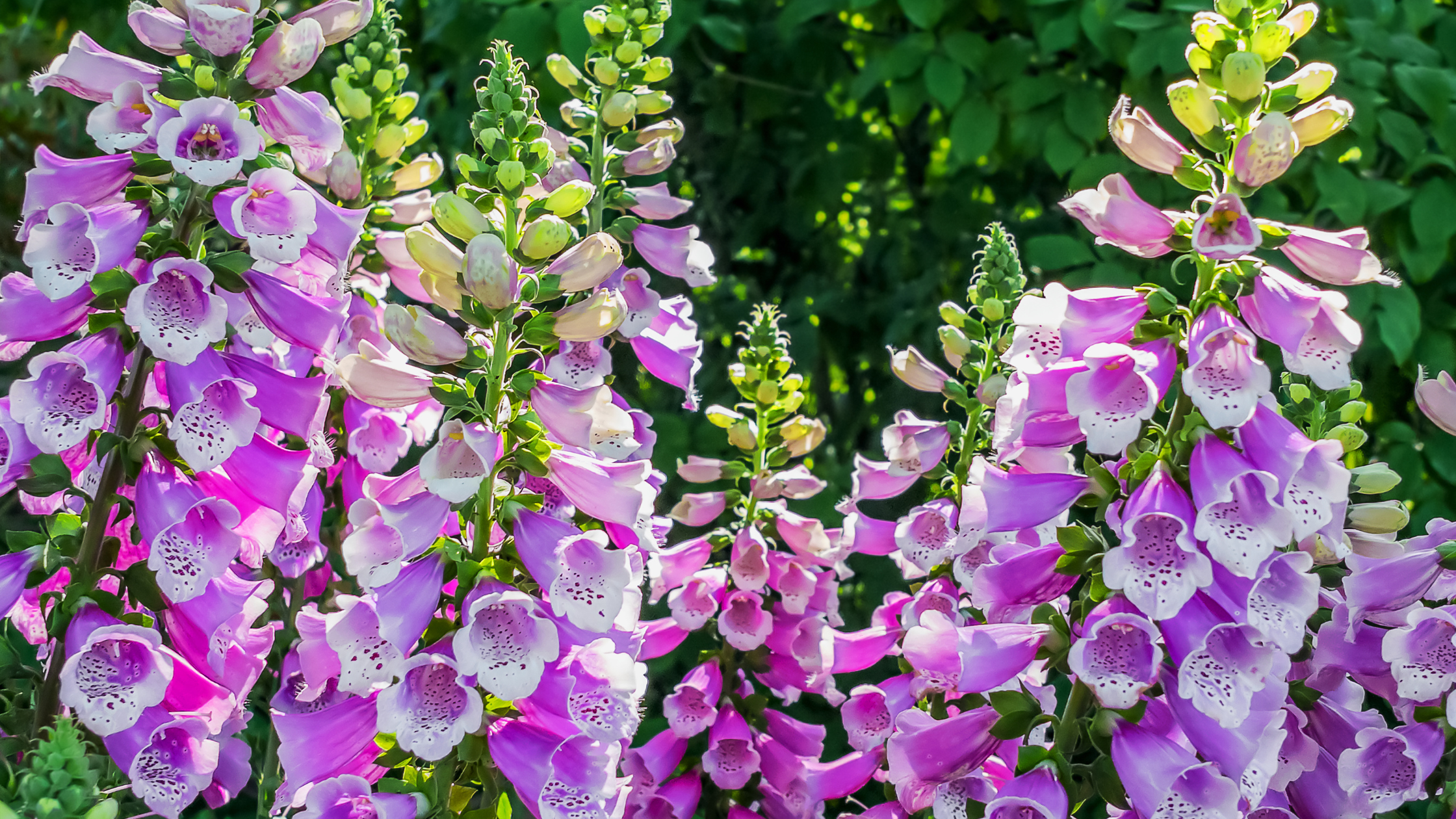 10 Must-Have Cottage Garden Plants for a Romantic Garden