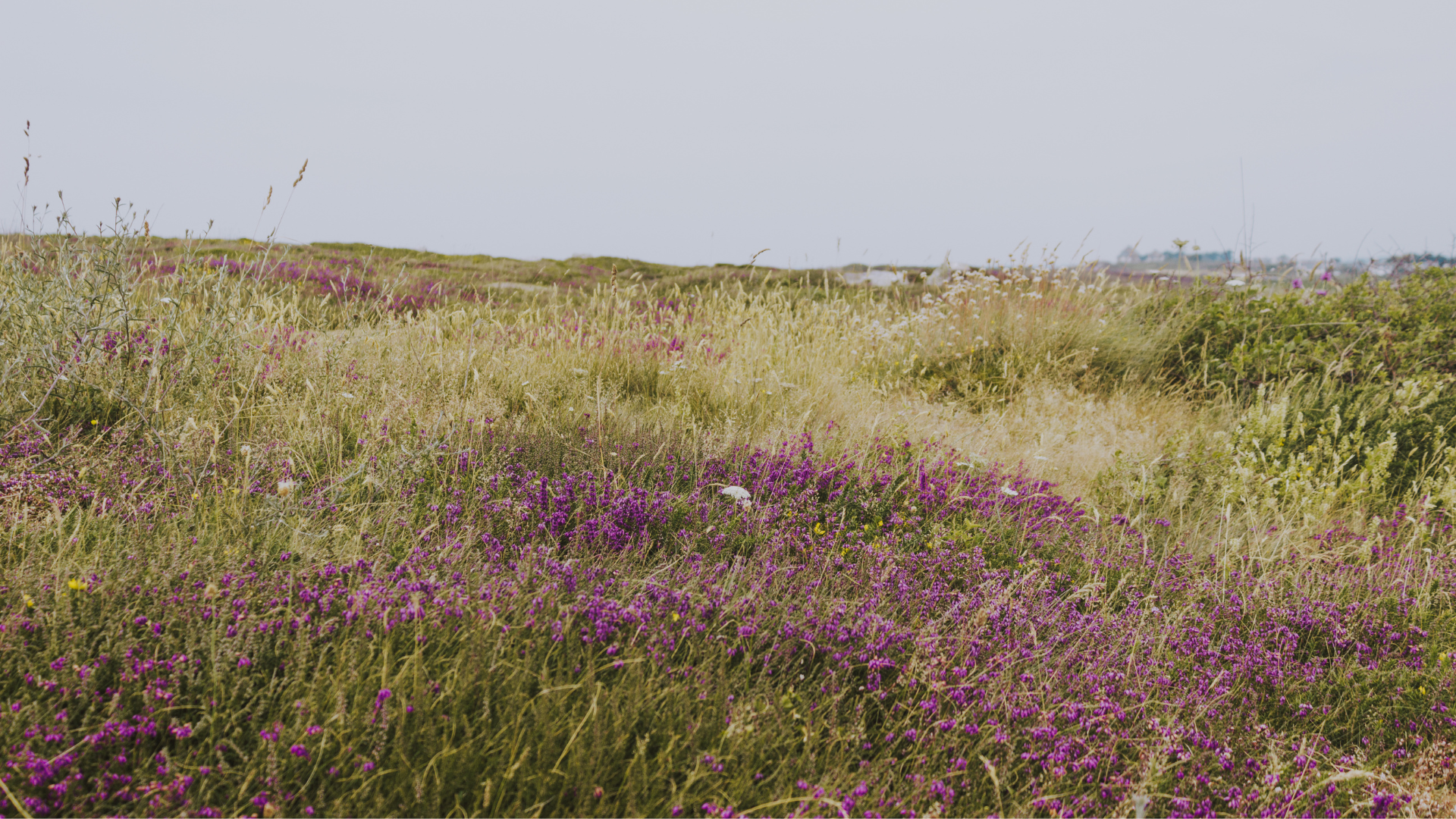 meadowscaping in a yard