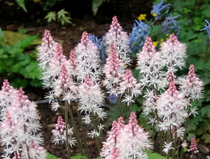 Heartleaf Foamflower Seeds