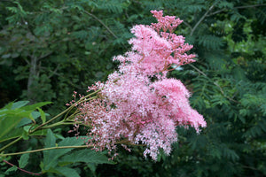 Queen of the Prairie Seeds