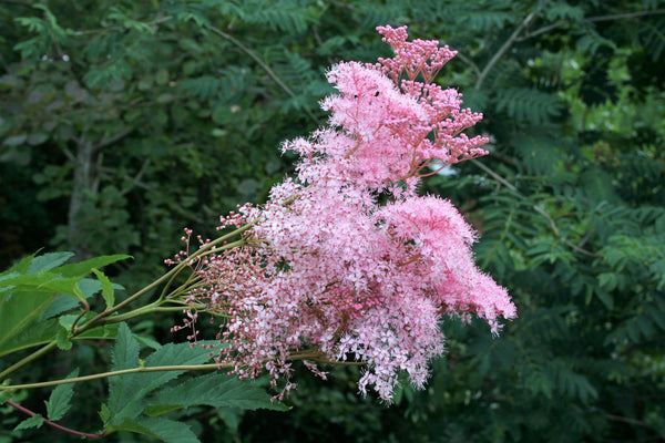 Queen of the Prairie Seeds