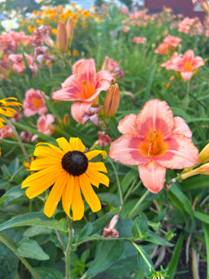 Black eyed susans and daylilies in a cottage garden