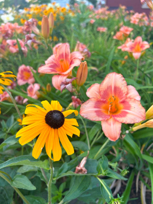 Black eyed susans and daylilies in a cottage garden