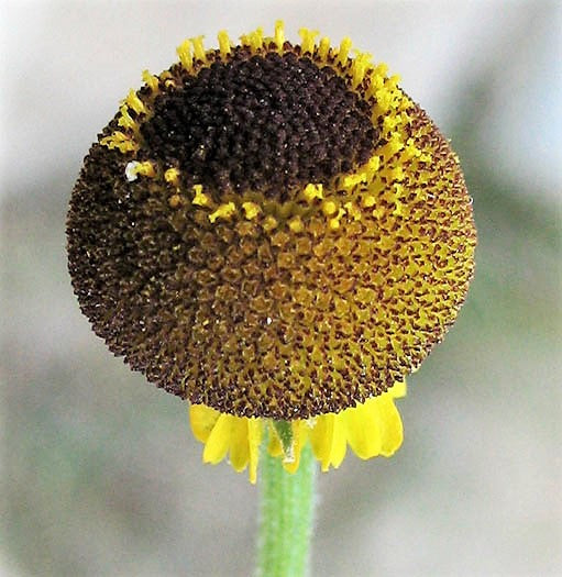 Rosilla Helenium Sneezeweed Seeds