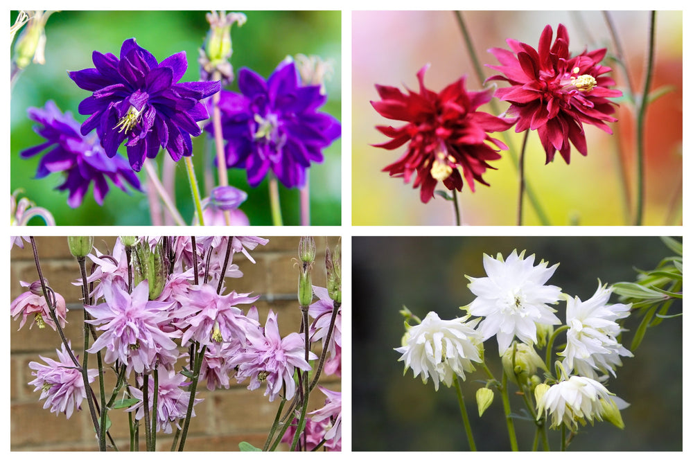 Tall Double Columbine Seeds (Mixed Colors)