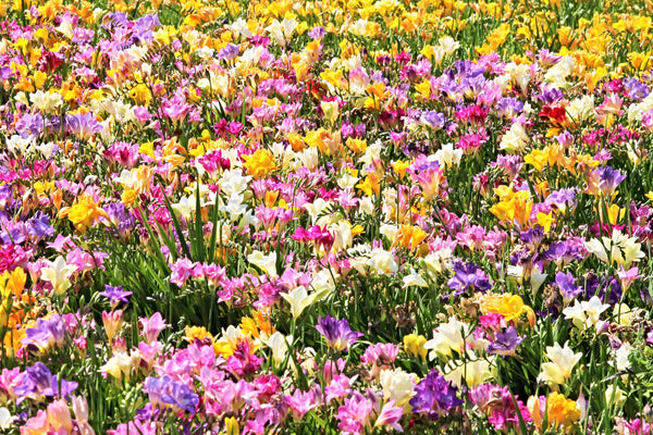 Royal Champion Mix Freesia Seeds