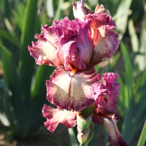 California Rock Star Reblooming Bearded Iris (6 or 9-pack)