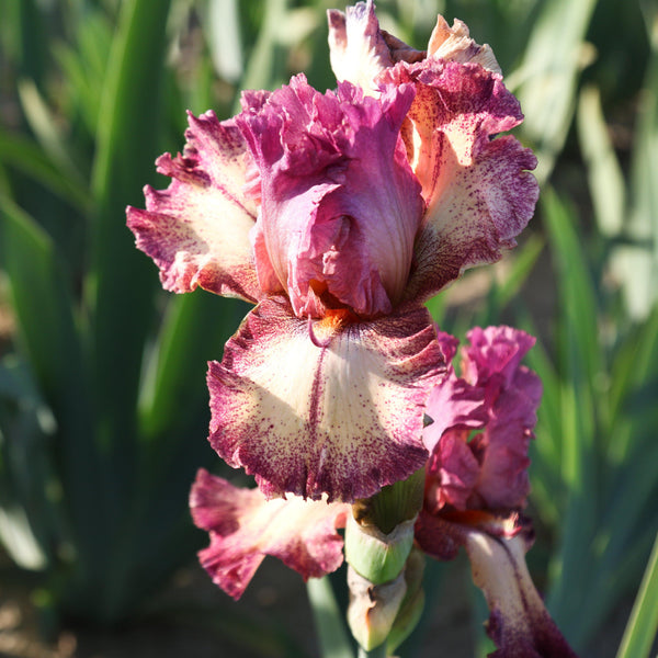 California Rock Star Reblooming Bearded Iris (6 or 9-pack)