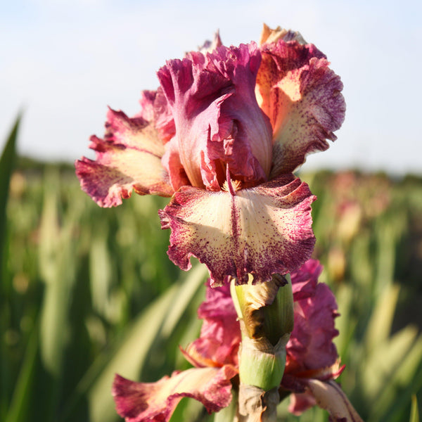 California Rock Star Reblooming Bearded Iris (6 or 9-pack)