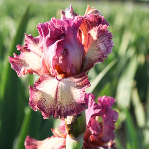 California Rock Star Reblooming Bearded Iris (6 or 9-pack)