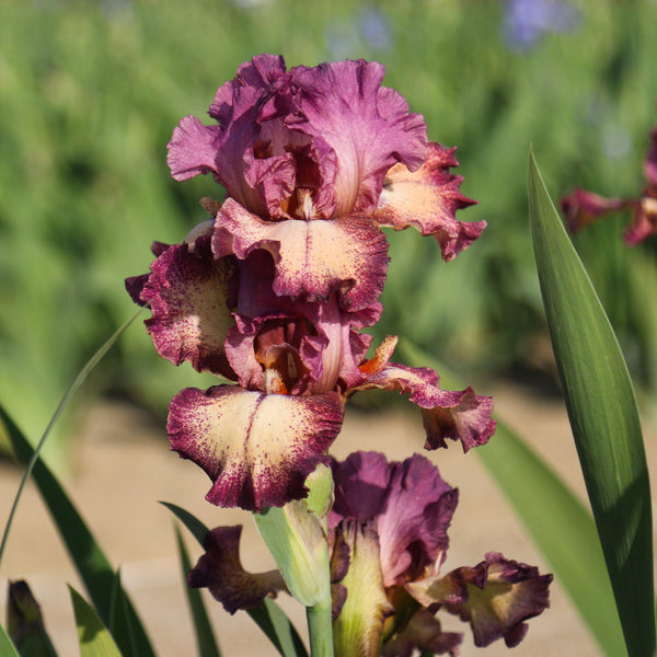 California Rock Star Reblooming Bearded Iris (6 or 9-pack)