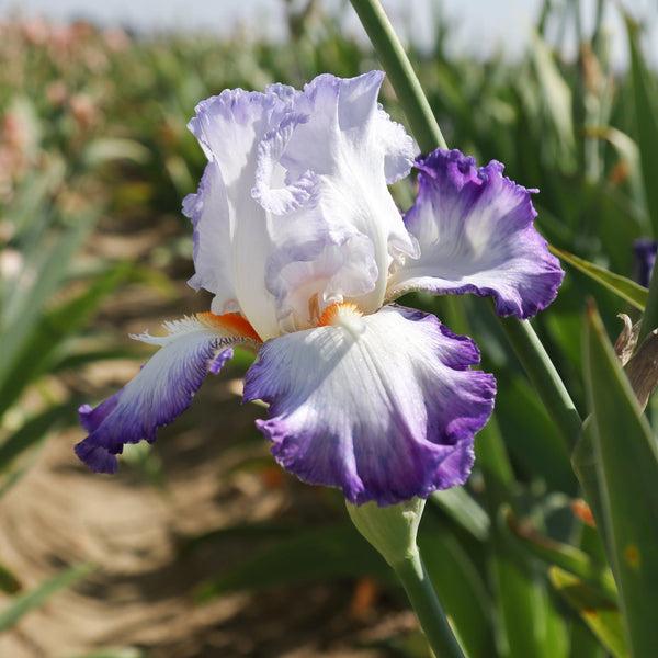 Bearded Iris Gypsy Lord – Fragrant Reblooming Purple & White Iris Rhizomes (3 or 9 pack)