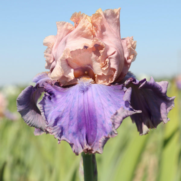 Florentine Silk Bearded Iris Rhizomes – Peach Pink & Purple Reblooming Iris (3 or 9 count)