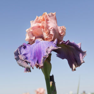 Florentine Silk Bearded Iris Rhizomes – Peach Pink & Purple Reblooming Iris (3 or 9 count)