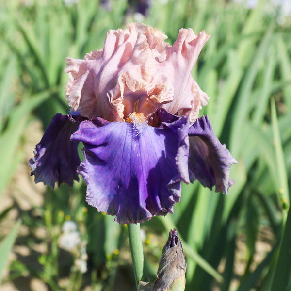 Florentine Silk Bearded Iris Rhizomes – Peach Pink & Purple Reblooming Iris (3 or 9 count)