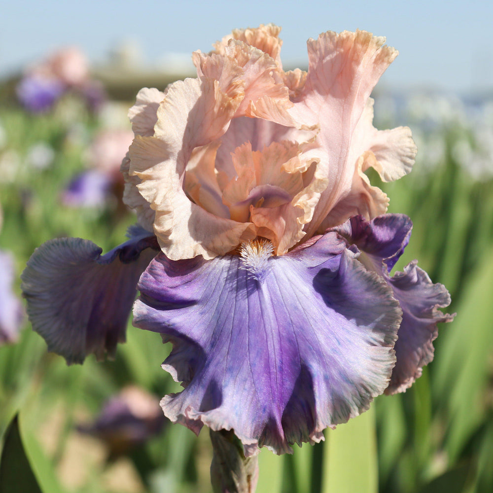 Florentine Silk Bearded Iris Rhizomes – Peach Pink & Purple Reblooming Iris (3 or 9 count)