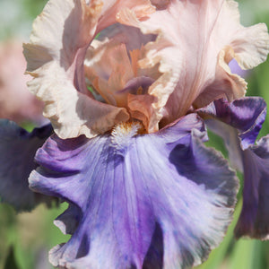 Florentine Silk Bearded Iris Rhizomes – Peach Pink & Purple Reblooming Iris (3 or 9 count)