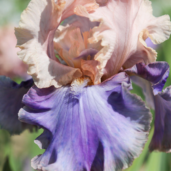 Florentine Silk Bearded Iris Rhizomes – Peach Pink & Purple Reblooming Iris (3 or 9 count)
