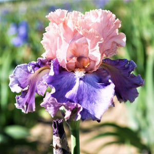 Florentine Silk Bearded Iris Rhizomes – Peach Pink & Purple Reblooming Iris (3 or 9 count)
